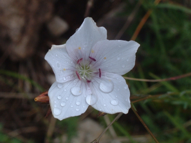 Linum tenuifolium / Lino montano